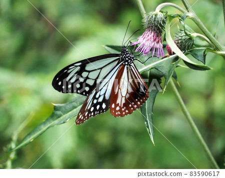 Chestnut tiger perching on Cirsium japonicum Chestnut tiger perching on Cirsium japonicum 83590617