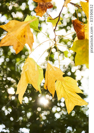 Yellow-colored lily leaf Yellow-colored lily leaf 83590632