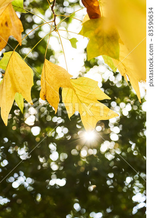 Yellow-colored lily leaf Yellow-colored lily leaf 83590634
