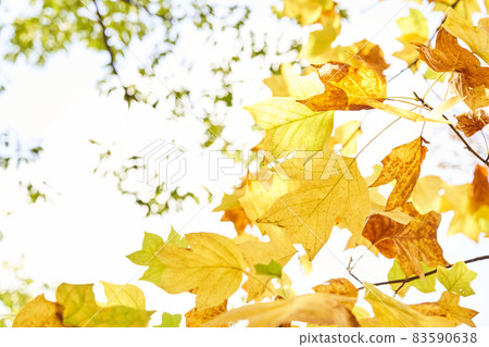 Yellow-colored lily leaf 83590638