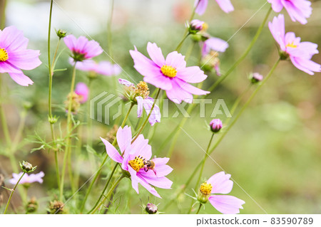 Cosmos flowers 83590789