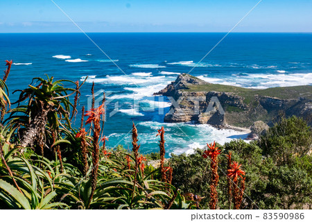 Cape Floristic Region and Cape of Good Hope 83590986