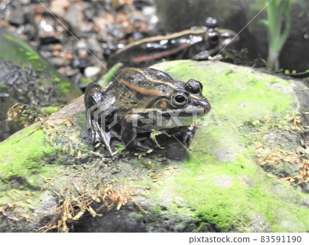 A frog A frog 83591190