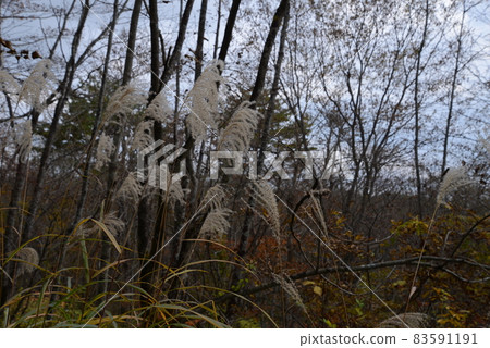 Scenery of Izumigatake: Japanese pampas grass in broad-leaved forest in late autumn Scenery of Izumigatake: Japanese pampas grass in broad-leaved forest in late autumn 83591191