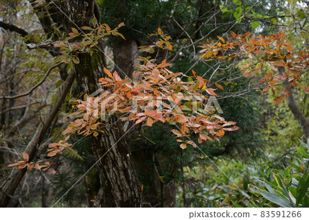 泉岳的風景:落葉闊葉林的紅葉 泉岳的風景:落葉闊葉林的紅葉 83591266