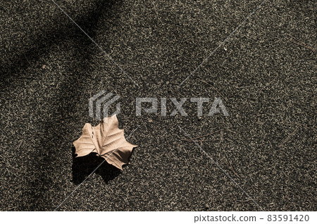 Dead leaves and asphalt Dead leaves and asphalt 83591420
