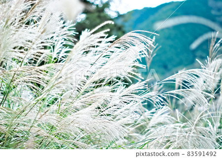 一群Susuki 83591492