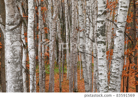 [Biei-cho, Hokkaido] Autumn leaves and the birch corridor of Takushinkan in November 83591569