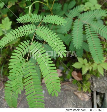 街邊的蕨類植物 83591616