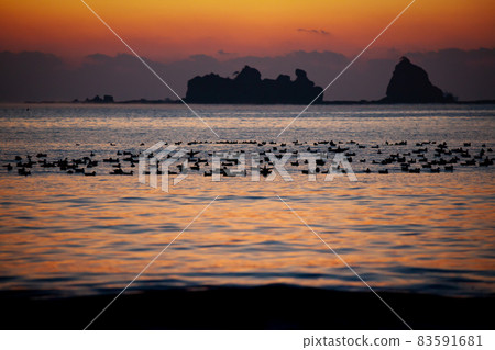 A flock of duck landing between Matsushima and Kuroshima on Nienami Beach and Torihata Island on the Nichinan coast, which was dyed in twilight by the rising sun in the Pacific Ocean. A flock of duck landing between Matsushima and Kuroshima on Nienami Beach and Torihata Island on the Nichinan coast, which was dyed in twilight by the rising sun in the Pacific Ocean. 83591681
