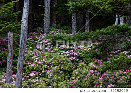 Rhododendron-rhododendron racial community of Oku Chichibu / Cross Pass Rhododendron-rhododendron racial community of Oku Chichibu / Cross Pass 83592029
