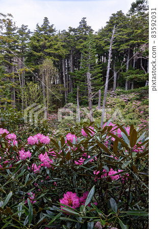 Rhododendron-rhododendron racial community of Oku Chichibu / Cross Pass 83592031