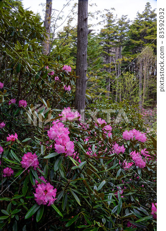 Rhuodendron-rhododendron種族社區Oku Chichibu / Cross Pass 83592032