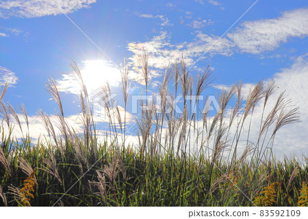 早晨的天空，藍天，雲彩，太陽，潘帕斯草 83592109