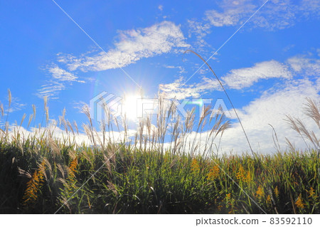 早晨的天空，藍天，雲彩，太陽，潘帕斯草 83592110