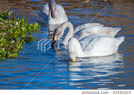 Swan landing site, tundra swan, waterfowl, Kawajima-cho, Oppe River Swan landing site, tundra swan, waterfowl, Kawajima-cho, Oppe River 83592829