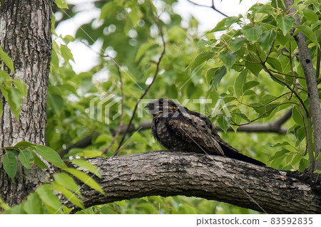 Nightjar resting on a branch Nightjar resting on a branch 83592835