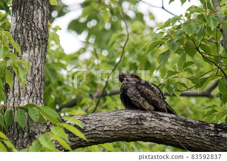 Nightjar resting on a branch Nightjar resting on a branch 83592837