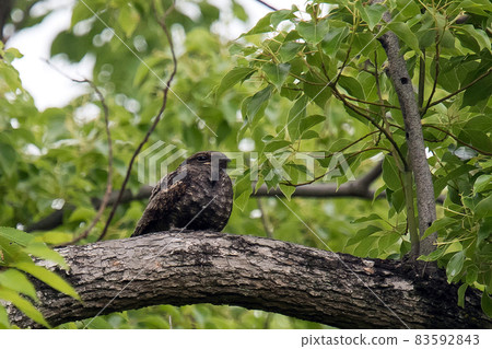 Nightjar resting on a branch Nightjar resting on a branch 83592843