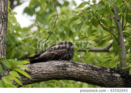 Nightjar resting on a branch 83592845
