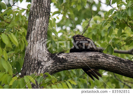 Nightjar resting on a branch Nightjar resting on a branch 83592851