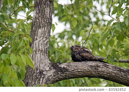 Nightjar resting on a branch Nightjar resting on a branch 83592852