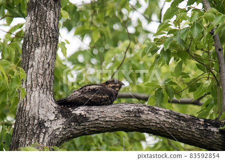 Nightjar resting on a branch Nightjar resting on a branch 83592854