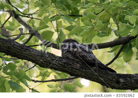 Nightjar resting on a branch Nightjar resting on a branch 83592862