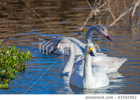 Swan landing site, tundra swan, waterfowl, Kawajima-cho, Oppe River Swan landing site, tundra swan, waterfowl, Kawajima-cho, Oppe River 83592902