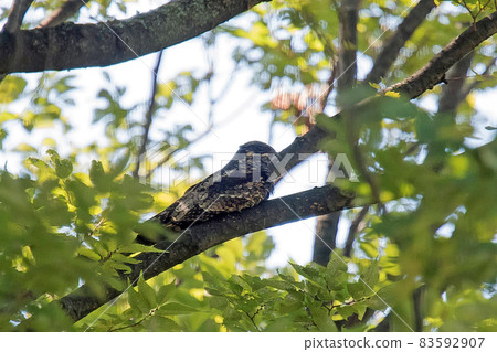 Nightjar resting on a branch 83592907
