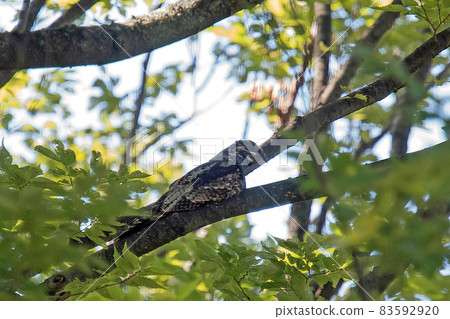 Nightjar resting on a branch Nightjar resting on a branch 83592920