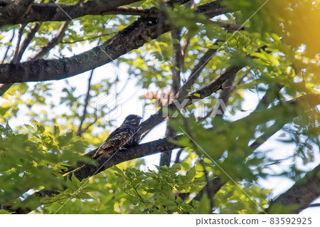 Nightjar resting on a branch Nightjar resting on a branch 83592925