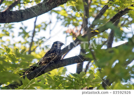 Nightjar resting on a branch Nightjar resting on a branch 83592926
