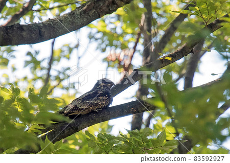Nightjar resting on a branch Nightjar resting on a branch 83592927