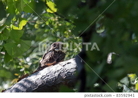 Nightjar rests on a branch Nightjar rests on a branch 83592941