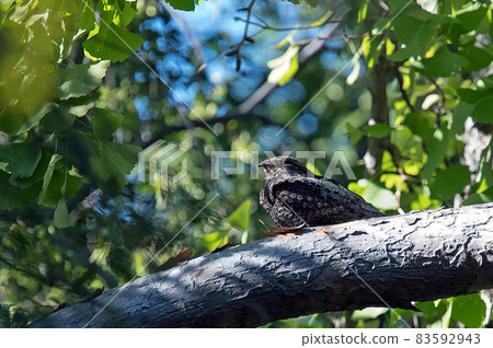 Nightjar rests on a branch Nightjar rests on a branch 83592943