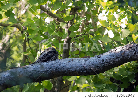 Nightjar rests on a branch Nightjar rests on a branch 83592948
