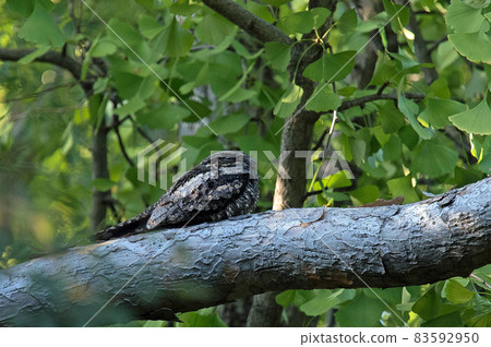 Nightjar rests on a branch Nightjar rests on a branch 83592950