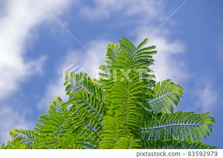 Jacaranda and the blue sky 83592979
