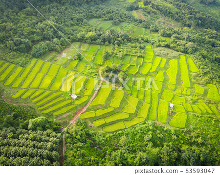 Terraces rice field - Top view rice field from above with agricultural parcels of different crops in green, Aerial view of the green rice fields nature plantation farm on  mountain background 83593047