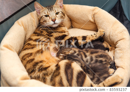 Bengal cat feeds her little kittens with breast 83593237