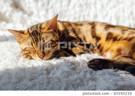 Bengal kitty cat laying on the white fury blanket Bengal kitty cat laying on the white fury blanket 83593238