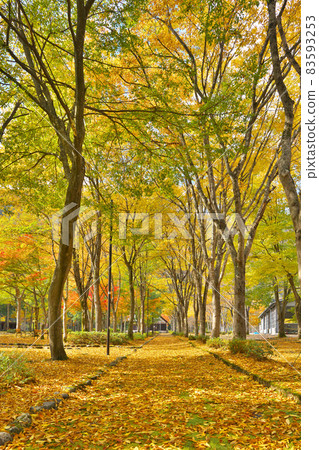 A row of zelkova trees in Kinshu A row of zelkova trees in Kinshu 83593253