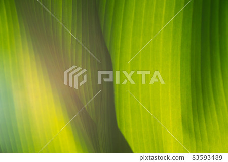 Texture of green leaves of a banana palm. Texture of exotic leaves. Close-up. Texture of green leaves of a banana palm. Texture of exotic leaves. Close-up. 83593489