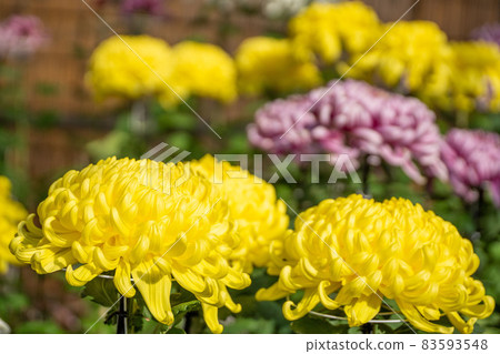 Chrysanthemum flower chrysanthemum 83593548
