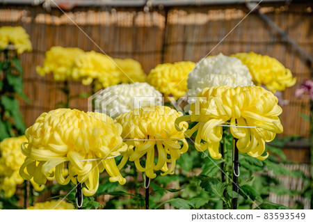 Chrysanthemum flower chrysanthemum 83593549