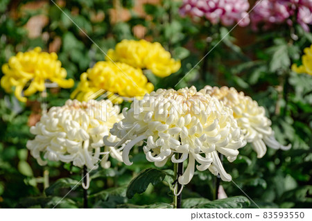 菊花菊花 菊花菊花 83593550