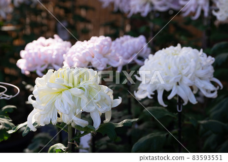 菊花菊花 菊花菊花 83593551