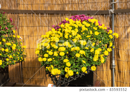 菊花菊花 菊花菊花 83593552