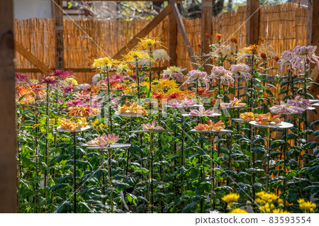 菊花菊花 菊花菊花 83593554